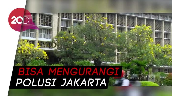 Pohon Tabebuya di Sudirman Merekah, Bisa Kurangi Polusi Jakarta