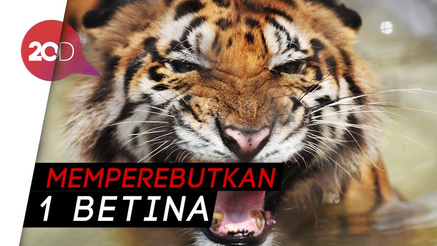 Langka, Wisatawan di India Lihat Harimau Bertarung!