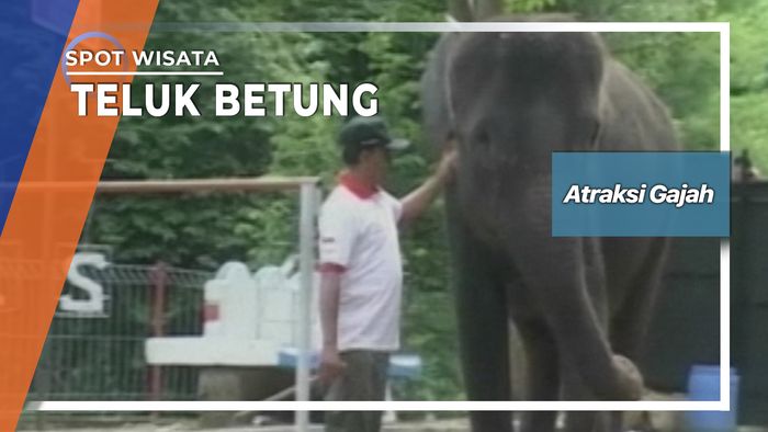 Atraksi Gajah, Teluk Betung