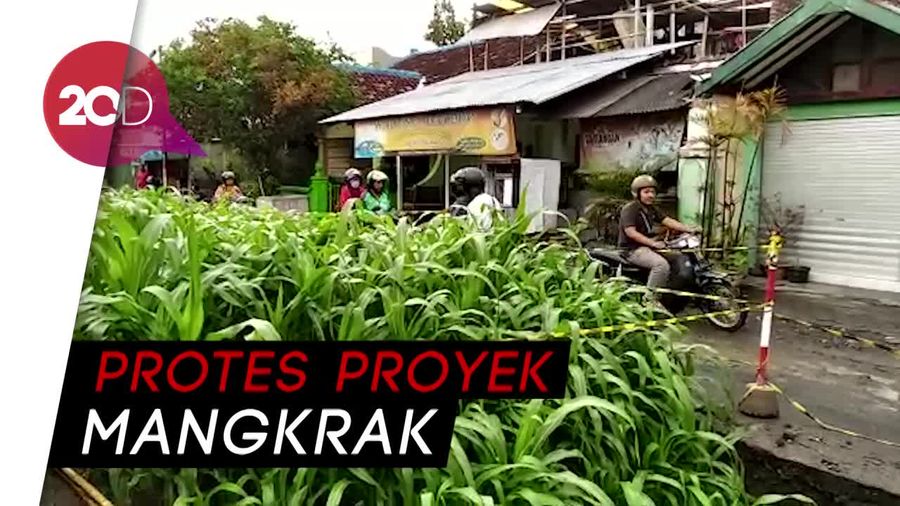 Ada Kebun Jagung di Tengah Jalan Yogyakarta, Kok Bisa?