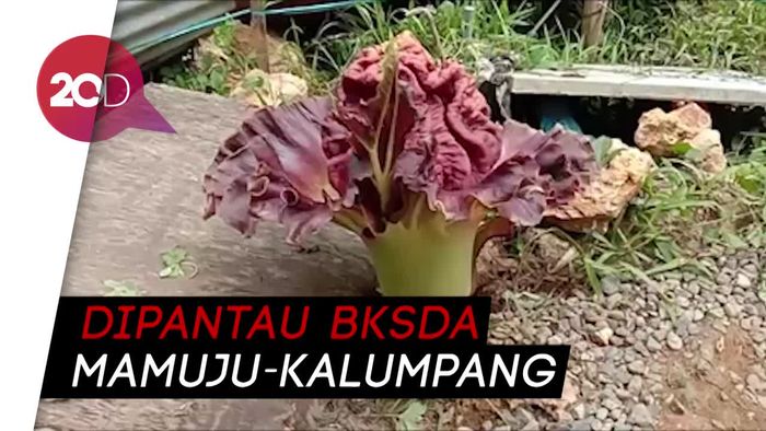 Bau Menyengat Dikira Mayat, Ternyata Bunga Bangkai