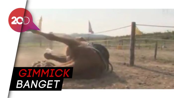 Aksi Kocak Seekor Kuda yang Pingsan Saat Ditunggangi