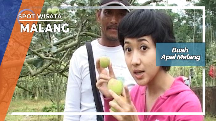 Memetik Buah Apel Di Poncokusumo Malang