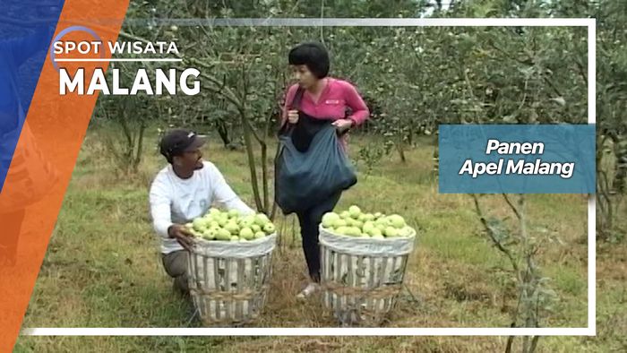 Panen Buah Apel Di Poncokusumo Malang