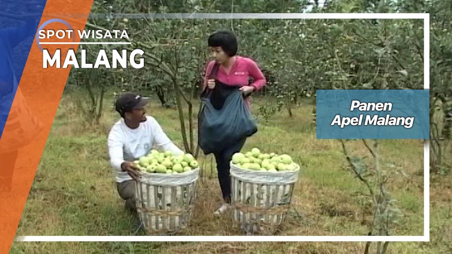 Panen Buah Apel Di Poncokusumo Malang