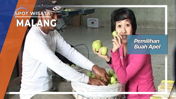 Menyortir Buah Apel Di Poncokusumo Malang   