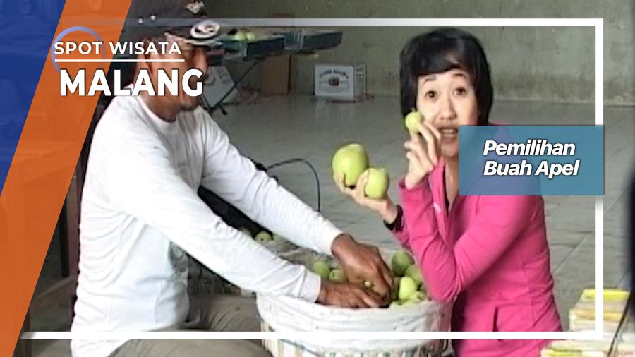 Menyortir Buah Apel Di Poncokusumo Malang   