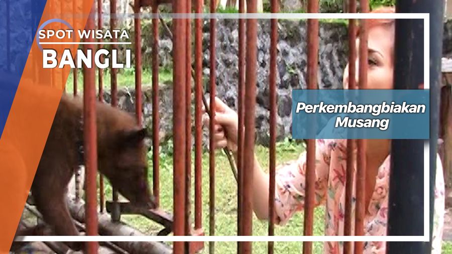 Perkembangbiakan Luwak Pemakan Biji Kopi Di Bangli Bali