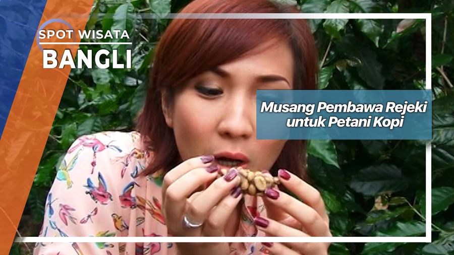 Musang Pembawa Rejeki Bagi Petani Kopi Di Bangli Bali 