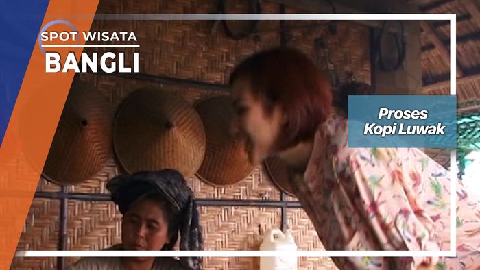 Proses Terjadinya Kopi Luwak Di Bangli Bali  