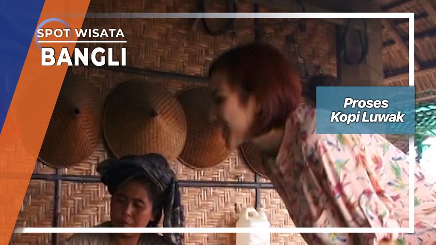 Proses Terjadinya Kopi Luwak Di Bangli Bali  