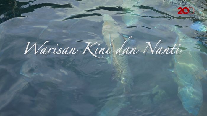 Budidaya Napoleon, Permata dari Laut Natuna