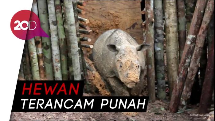 Gotong Royong Selamatkan Badak Sumatera