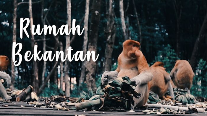Hutan Mangrove Tarakan, Rumah Bagi Primata Asli Borneo yang Hadapi Kepunahan