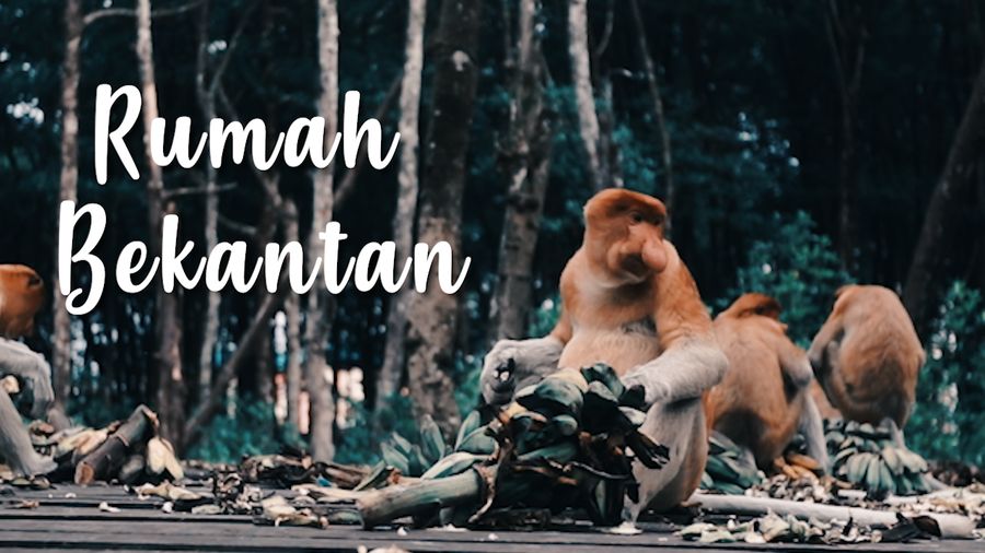 Hutan Mangrove Tarakan, Rumah Bagi Primata Asli Borneo yang Hadapi Kepunahan