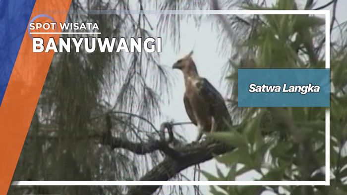 Pelepas Liaran Elang Jawa Di Pegunungan Ijen Banyuwangi 