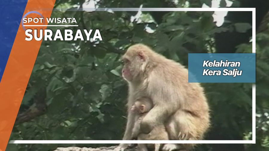 Kera Salju Di Surabaya