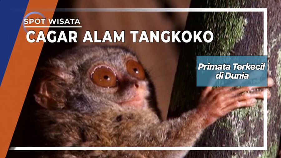 Tarsus, Primata Terkecil di Dunia Dari Cagar Alam Tangkoko Sulawesi Utara  