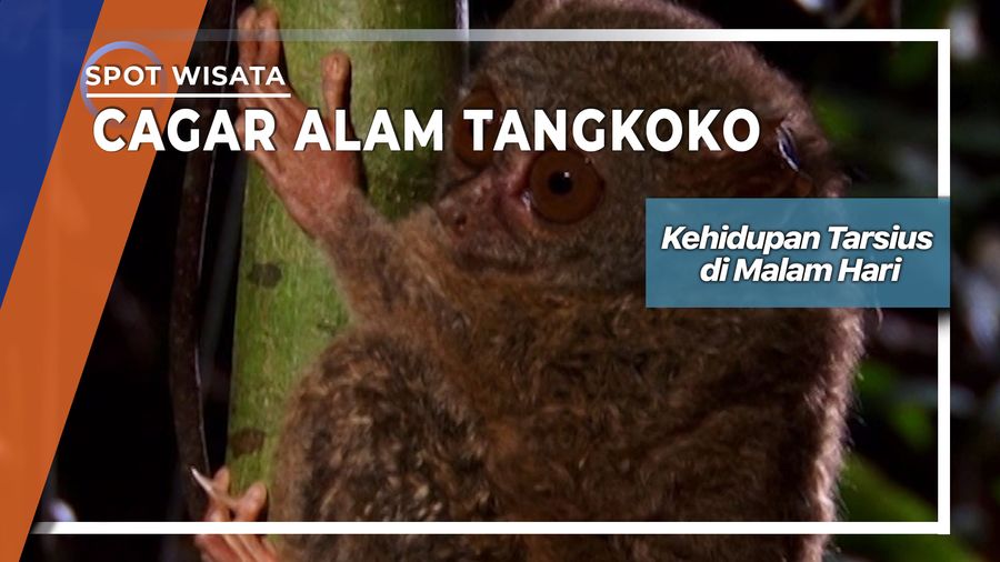 Dini Hari Bersama Tarsius Di Cagar Alam Tangkoko Sulawesi Utara  
