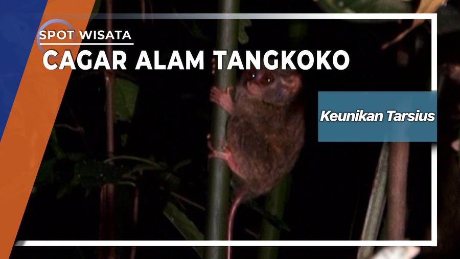 Kesetian Ala Romeo-Juliet Pada Tarsius Di Cagar Alam Tangkoko