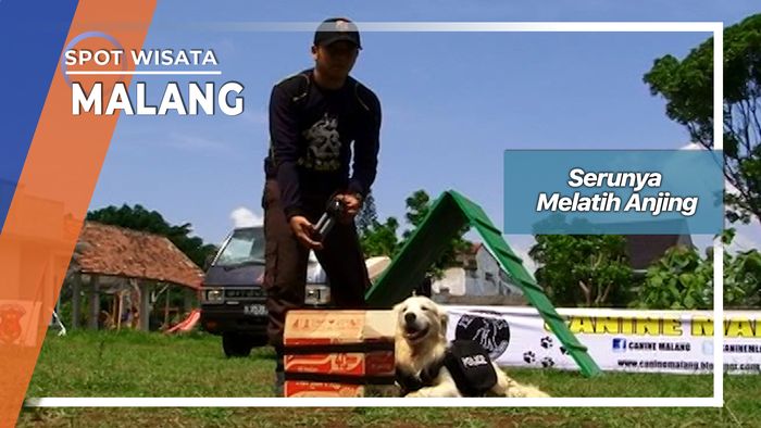 Serunya Berlatih Bersama Anjing Ras Malang  