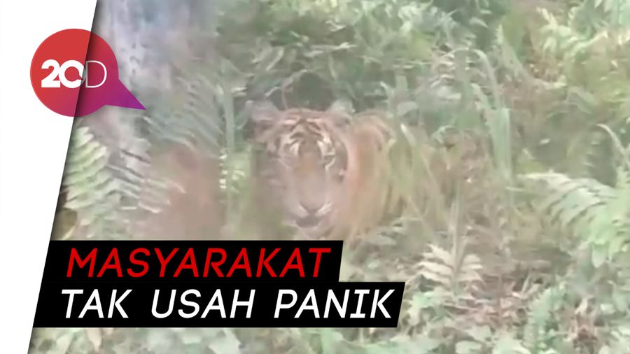 Harimau Sumatera Muncul di Taman Nasional Zamrud