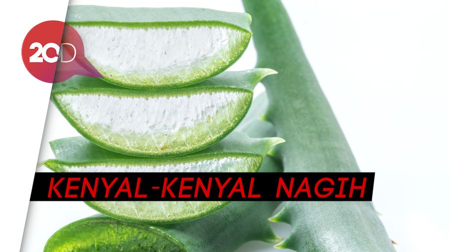 Unik! Ada Rendang dari Lidah Buaya Nih