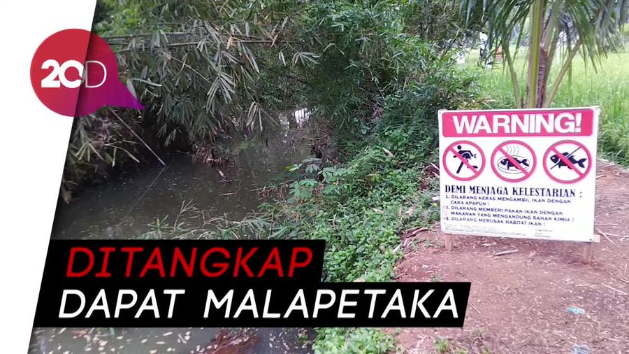 Mitos Ikan Mas Besar di Ciamis yang Bikin Heboh