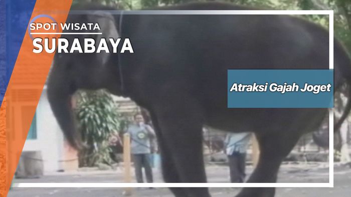 Atraksi Gajah Joget, Surabaya