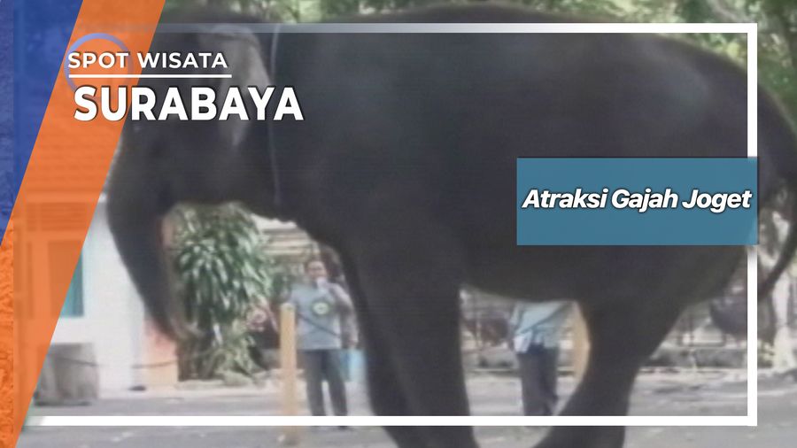 Atraksi Gajah Joget, Surabaya