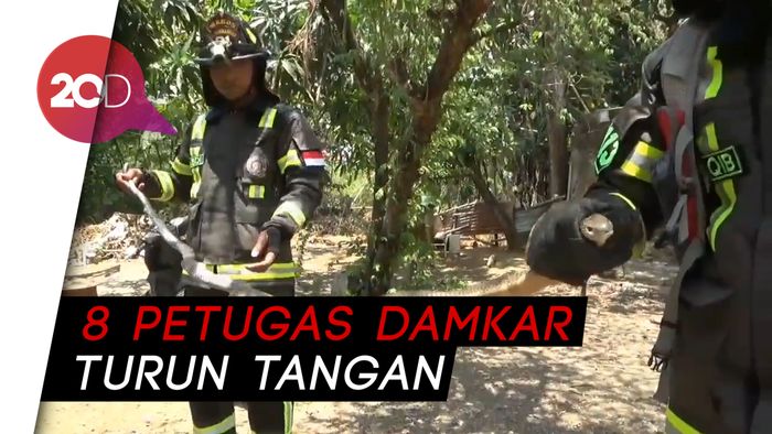 Ngeri! Evakuasi  Ular King Cobra Sepanjang 2,5 Meter di Maros