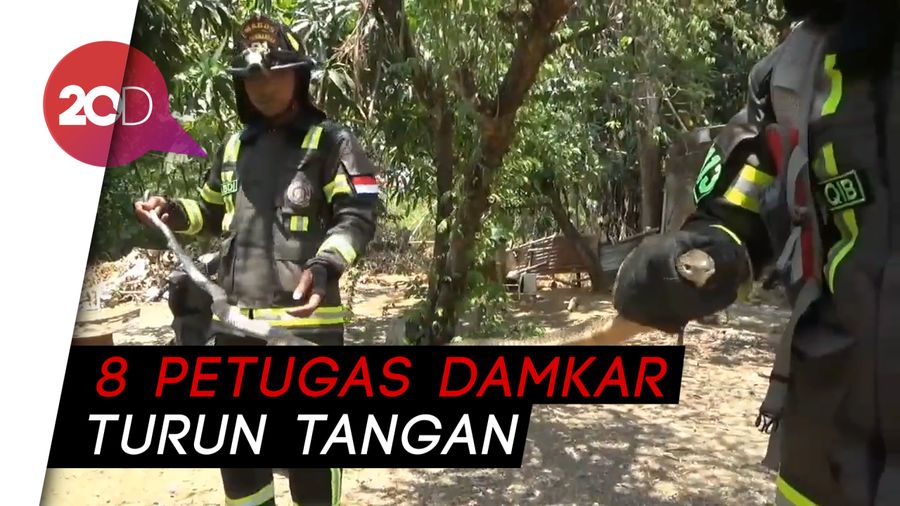 Ngeri! Evakuasi  Ular King Cobra Sepanjang 2,5 Meter di Maros