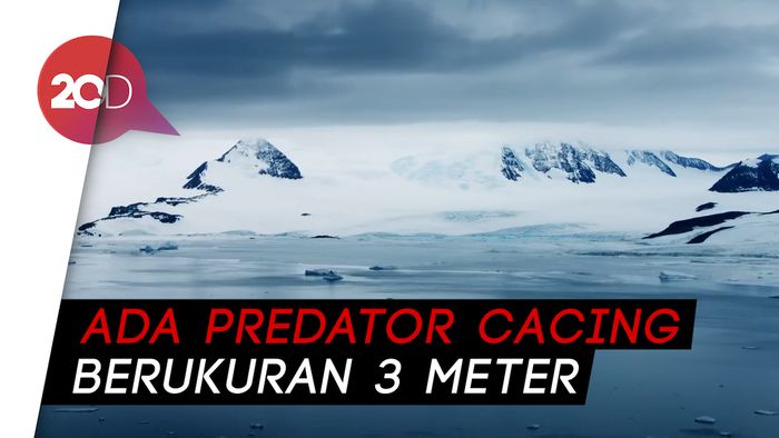 Rahasia di Balik Kehidupan Bawah Laut Antartika
