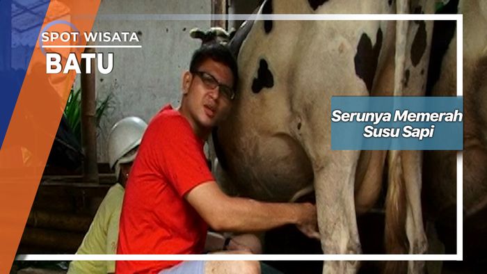 Serunya Memerah Susu Sapi, Batu