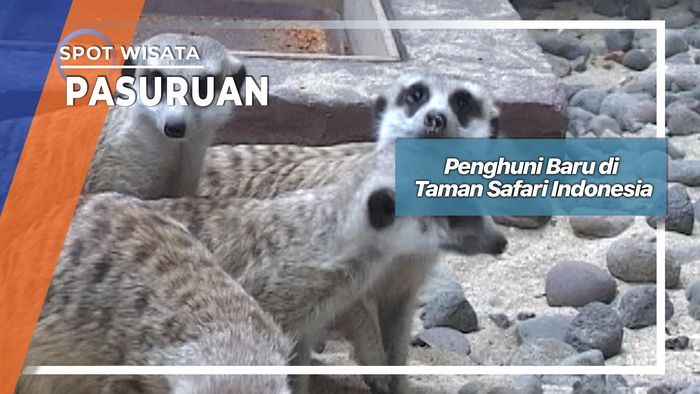 Penghuni Baru di Taman Safari Indonesia, Pasuruan