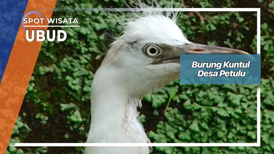 Burung Kuntul Desa Petulu, Ubud