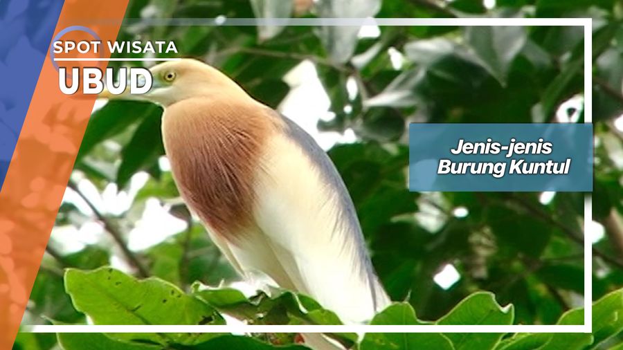 Jenis-jenis Burung Kuntul, Ubud