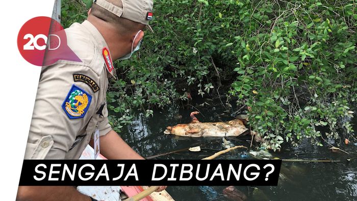 Waduh! Ratusan Bangkai Babi Ditemukan di Sungai Bederah Medan