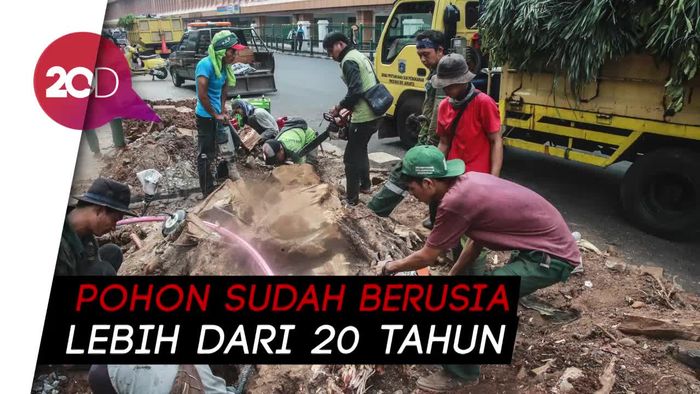 Sisa Penebangan Pohon di Kawasan Cikini