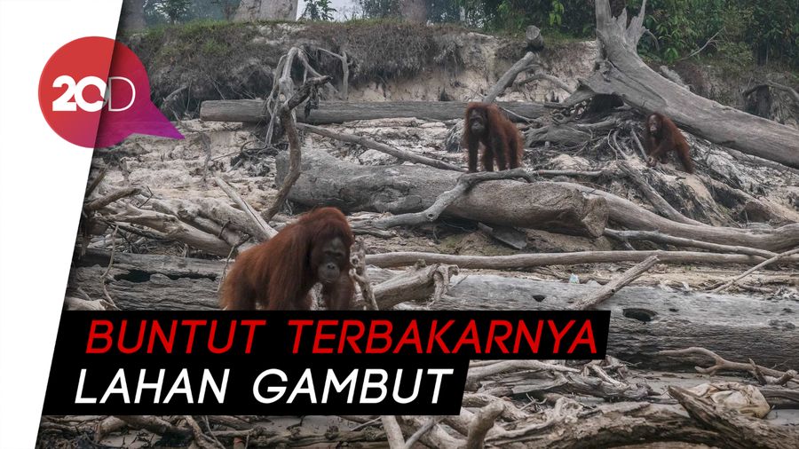 214 Titik Panas Muncul, Kabut Asap Selimuti Palangkaraya