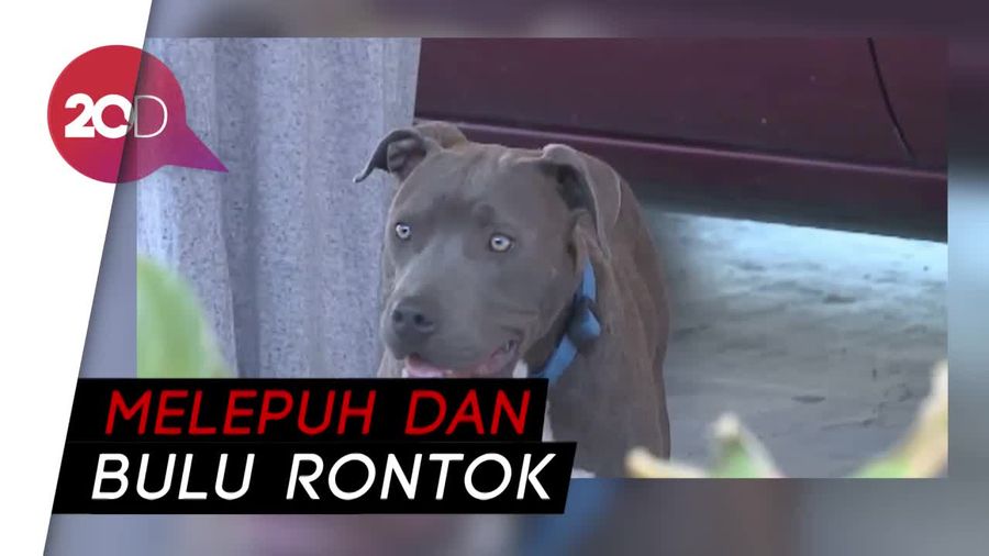 Kejam! 6 Anak Anjing Pitbull Disiram Cairan Kimia