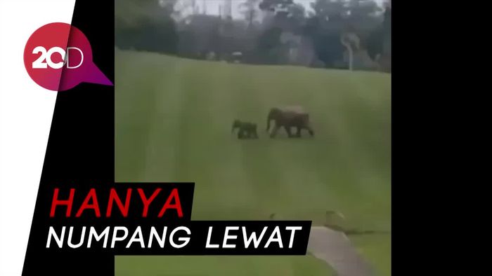 Dua Gajah Melenggang Santai di Lapangan Golf
