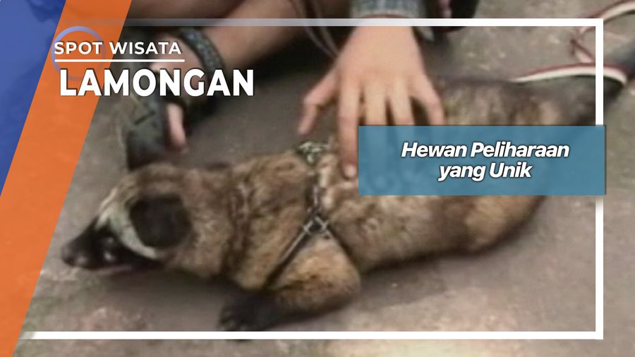 Luwak, Hewan Peliharaan yang Unik, Lamongan