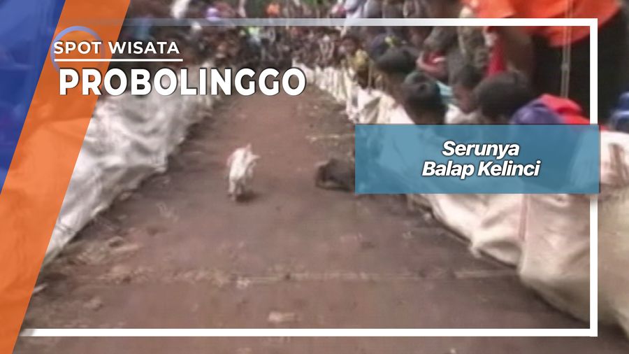 Serunya Balap Kelinci, Probolinggo