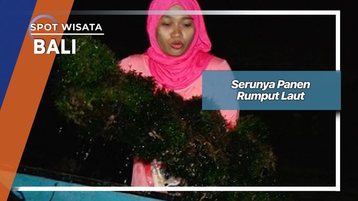 Panen Rumput Laut, Bali