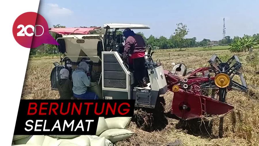Waduh Petani di Ngawi Jatuh ke Dalam Mesin Penggiling Padi