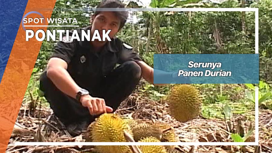 Serunya Panen Durian Punggur Di Kubu Raya Kalimantan Barat