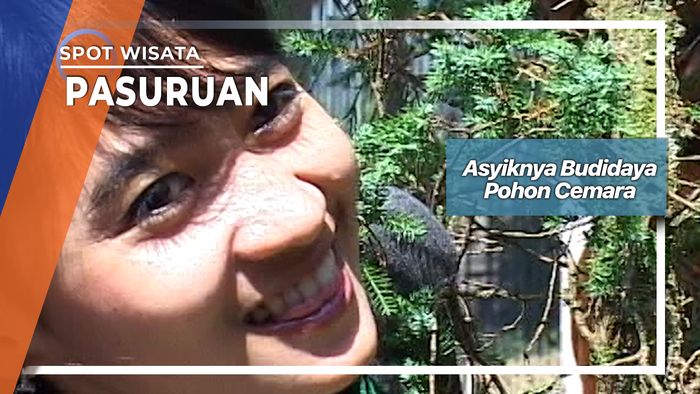 Budidaya Pohon Cemara Tretes Di Desa Ledug Prigen Pasuruan