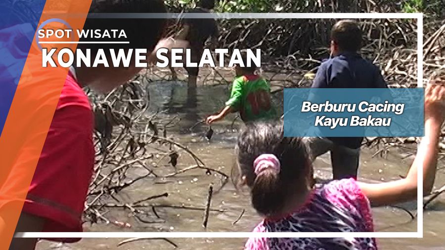 Tumbelu, Cacing Kayu Bakau Desa Puupi Kolono Konawe Selatan
