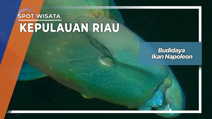 Budidaya Ikan Napoleon Desa Air Sena Kepulauan Anambas